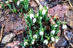 Snowdrops